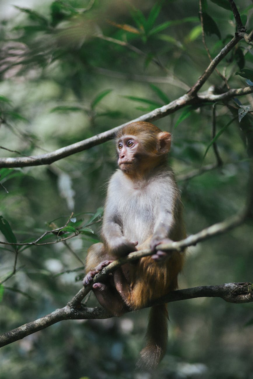 How to Witness a Chinese Monkey on Social Media– Love, Hate, or Neither? 